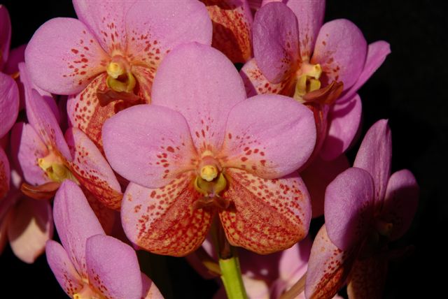 Ascda. Bartholomew Motes