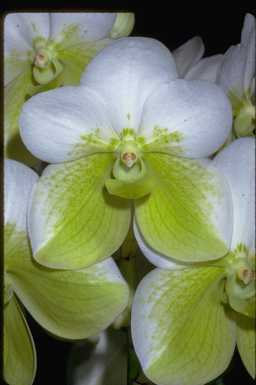 Euanthe sanderiana alba