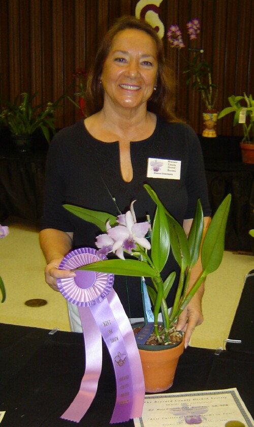 Best Large Cattleya Winner